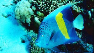 Желтополосая рыба-ангел, Помакант пятнистый