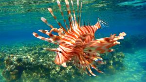 Индийская крылатка, Крылатка Миле