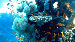 Морской голди, кораллы Лобофитум, Огненный и др