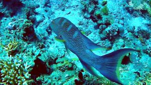 Вариола радужная, Групер лирохвостый