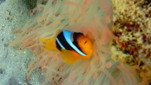 Рыба-клоун Двуполосый амфиприон (Немо) и Актиния