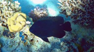 Зулусская рыба-ласточка