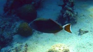 Белохвостый спинорог