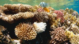 Белый коралл Акропора