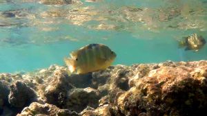 Чернополосый aбудефдуф