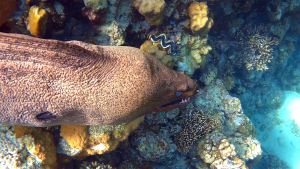 С Гигантской муреной вдоль рифа