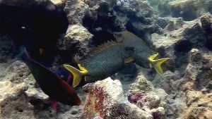 Сиган звездчатый