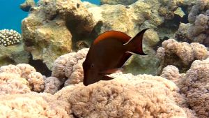 Коричневый хирург