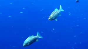 Синий морской голавль с пятнами и без