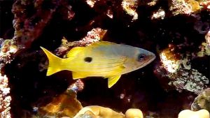 Луциан Эренберга