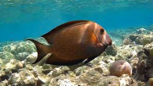 Ктенохет полосатый