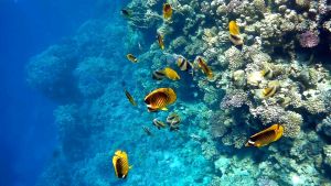 Красноморская кабуба и другие