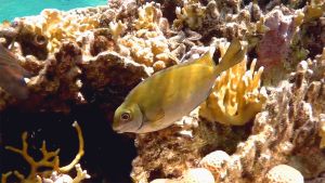 Смуглый сиган меняет раскраску