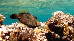 Сотовый спинорог