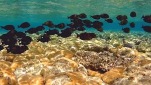 Коричневый хирург стая и другие