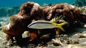 Красноморская зубатая барабуля