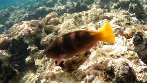 Ржавый попугай самка и другие