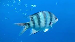 Шестиполосый абудефдуф стая