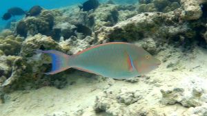 Длинноносый попугай