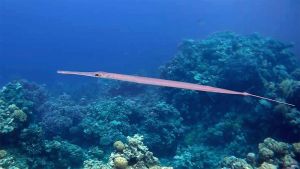 Голубопятнистая Рыба-флейта