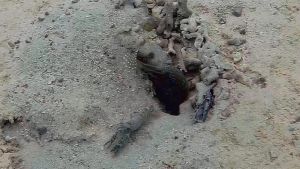 Синепятнистый бычок-компаньон и Креветка-щелкун