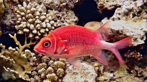 Серебристопятнистая рыба-белка