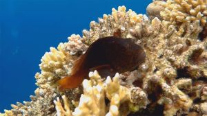 Кудрепер Форстера