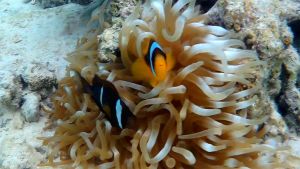 Двухполосый амфиприон, Рыба-клоун Красного моря