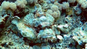 Плоскоголовый скорпенопсис, отличная маскировка