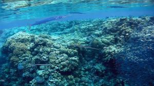 Тилозур и Рыба-флейта охотятся за атериноморусом