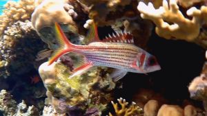 Пятнистый пламенщик