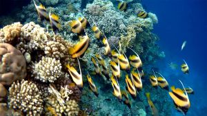 Красноморская кабуба стая