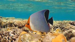 С Оранжеволицей рыбой-бабочкой вдоль рифа