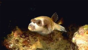 Масковый аротрон