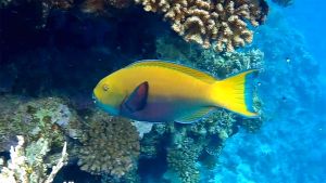 Крутолобый попугай самка