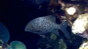 Голубой кифоз, Синий морской голавль