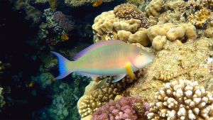 Длинноносый попугай самец