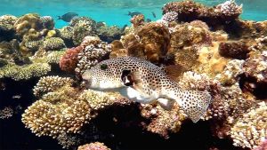 Звездчатый аротрон после обеда