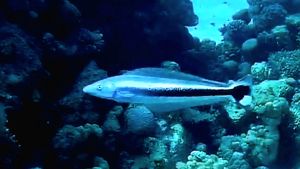 Малакант синий, Голубой бланкильо