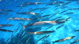 Желтохвостая барракуда стая