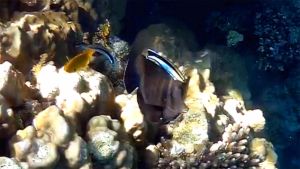 Губан чистильщик и Парусная зебрасома