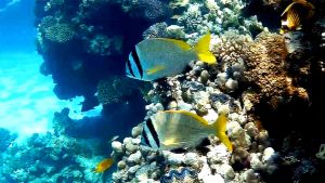 Чернополосый морской карась