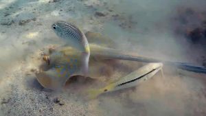 Синепятнистый скат хвостокол и компания