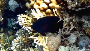 Черная рыба-ласточка, Зулусская рыба-ласточка