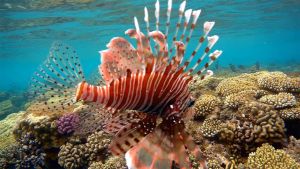 Индийская крылатка