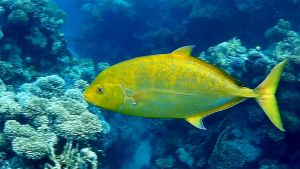 Оранжевопятнистая кавалла, Оранжевопятнистый тревалли