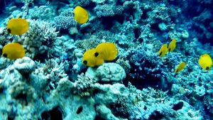 Масковая рыба-бабочка стая