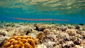 Голубопятнистая Рыба-флейта, Фистулария Коммерсона