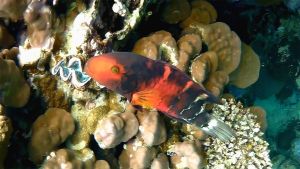 Красногрудый хейлин