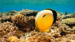 Чернохвостая рыба-бабочка